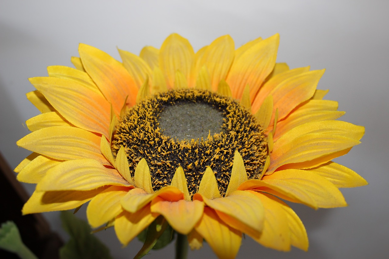 sunflower  flower  yellow free photo