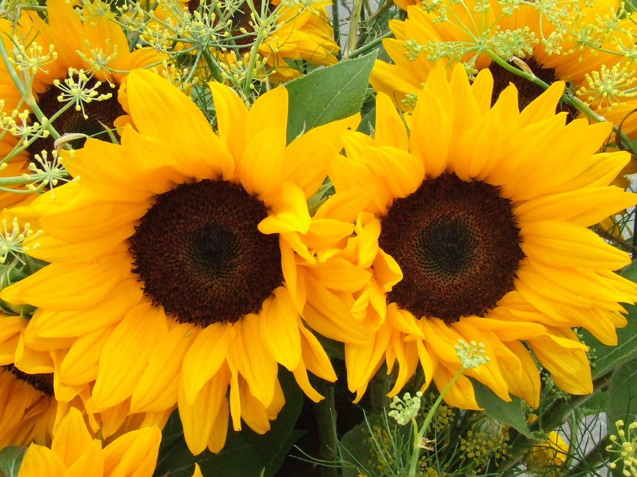 sunflower summer flowers flowers free photo