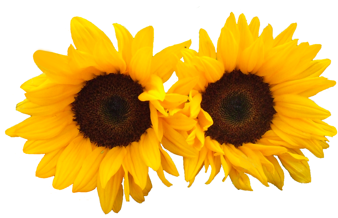 sunflower isolated flowers free photo