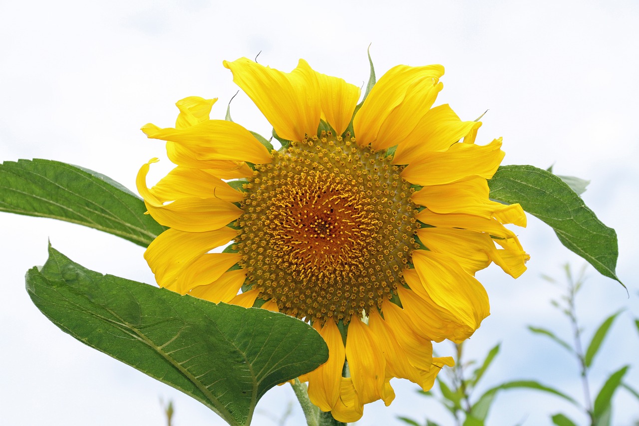 sunflower  yellow flower  summer free photo