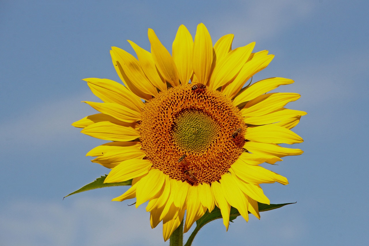 sunflower  blossom  bloom free photo