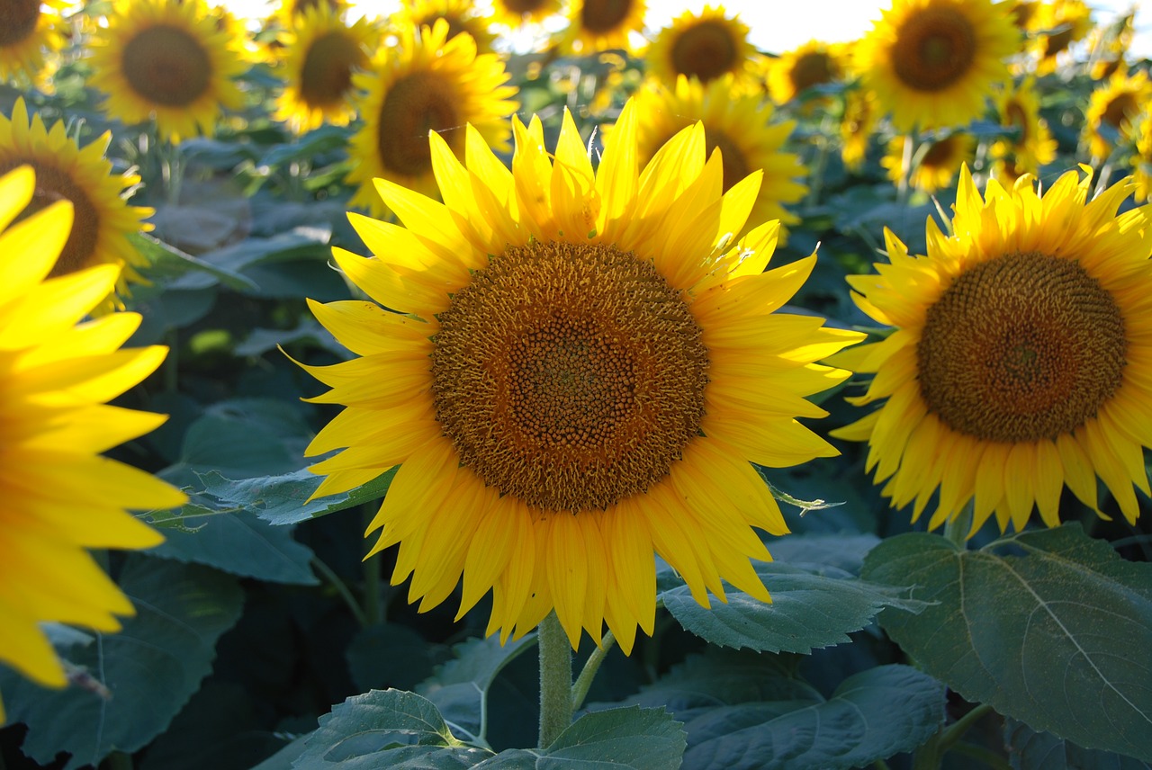 sunflower  sunflower patch  flower free photo