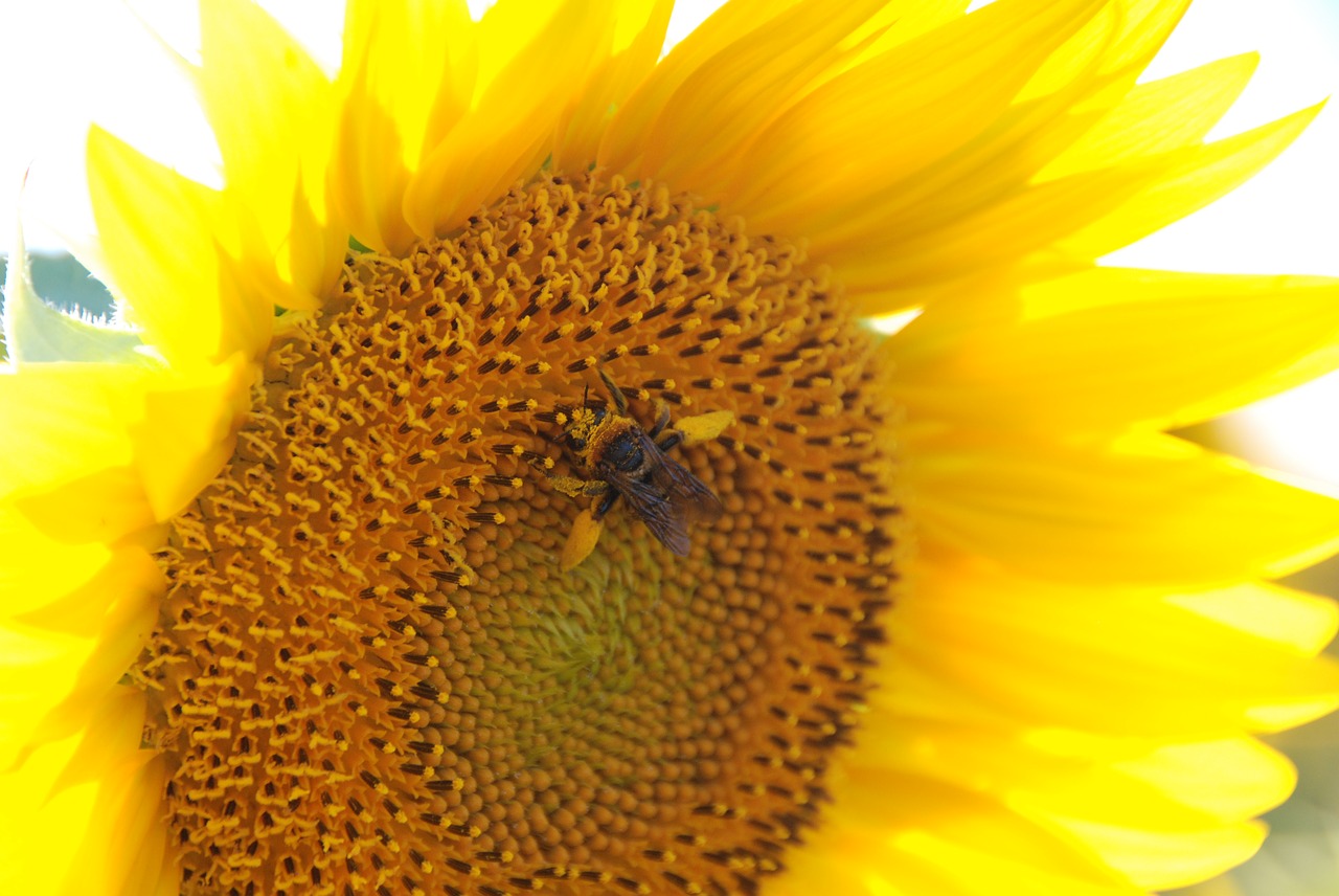 sunflower  sunflower patch  flower free photo