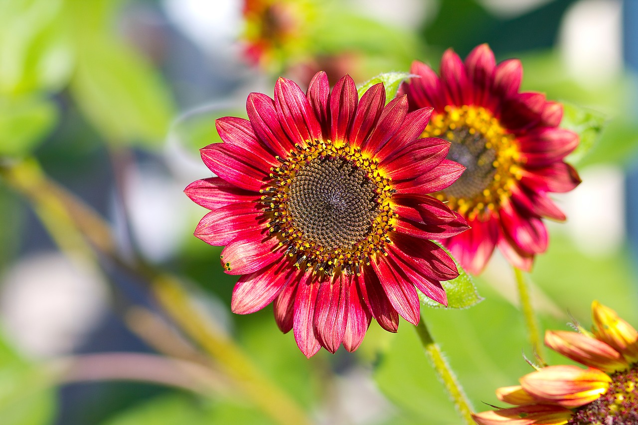 sunflower  red  summer free photo