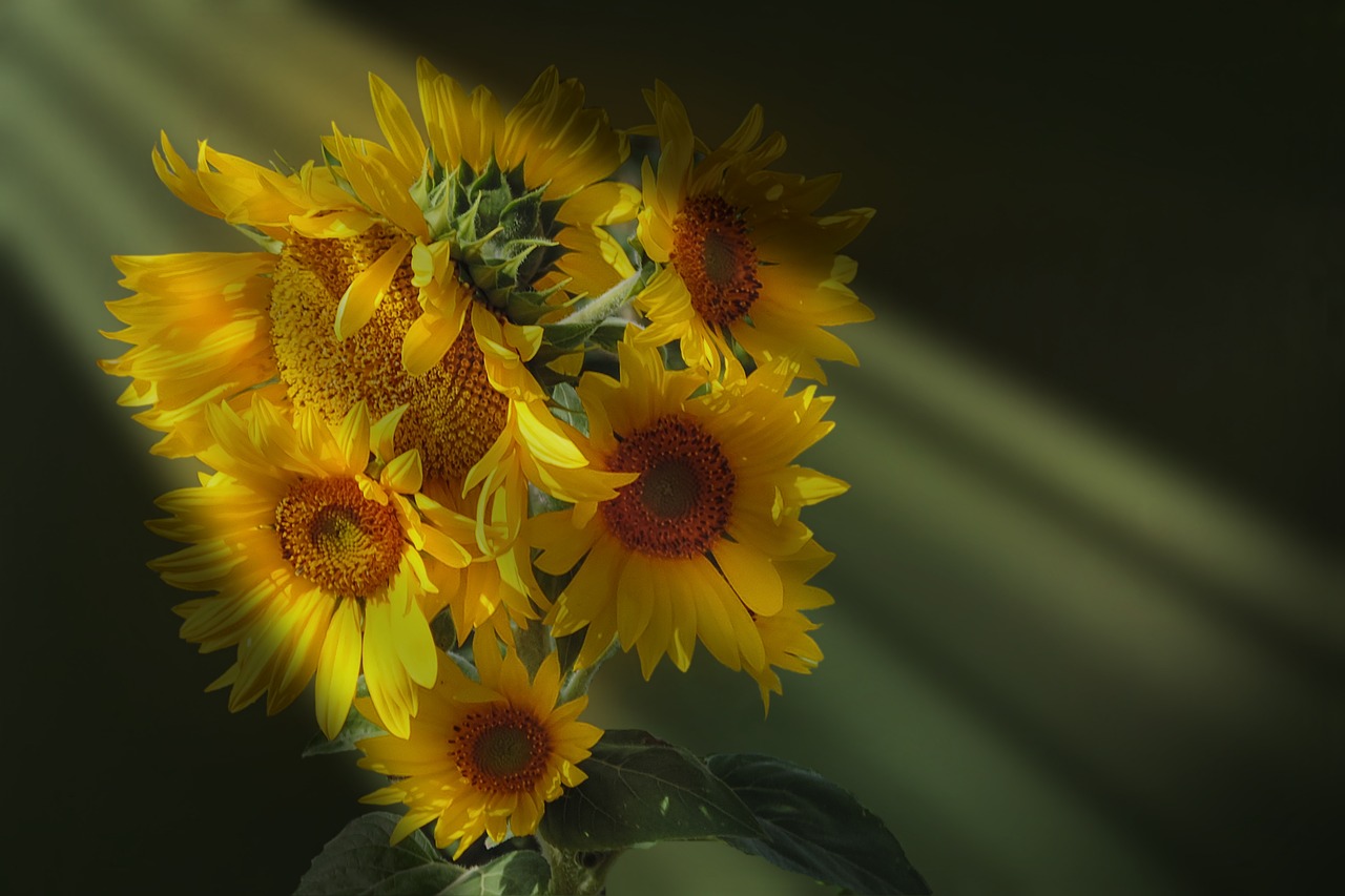 sunflower  light beam  golden free photo