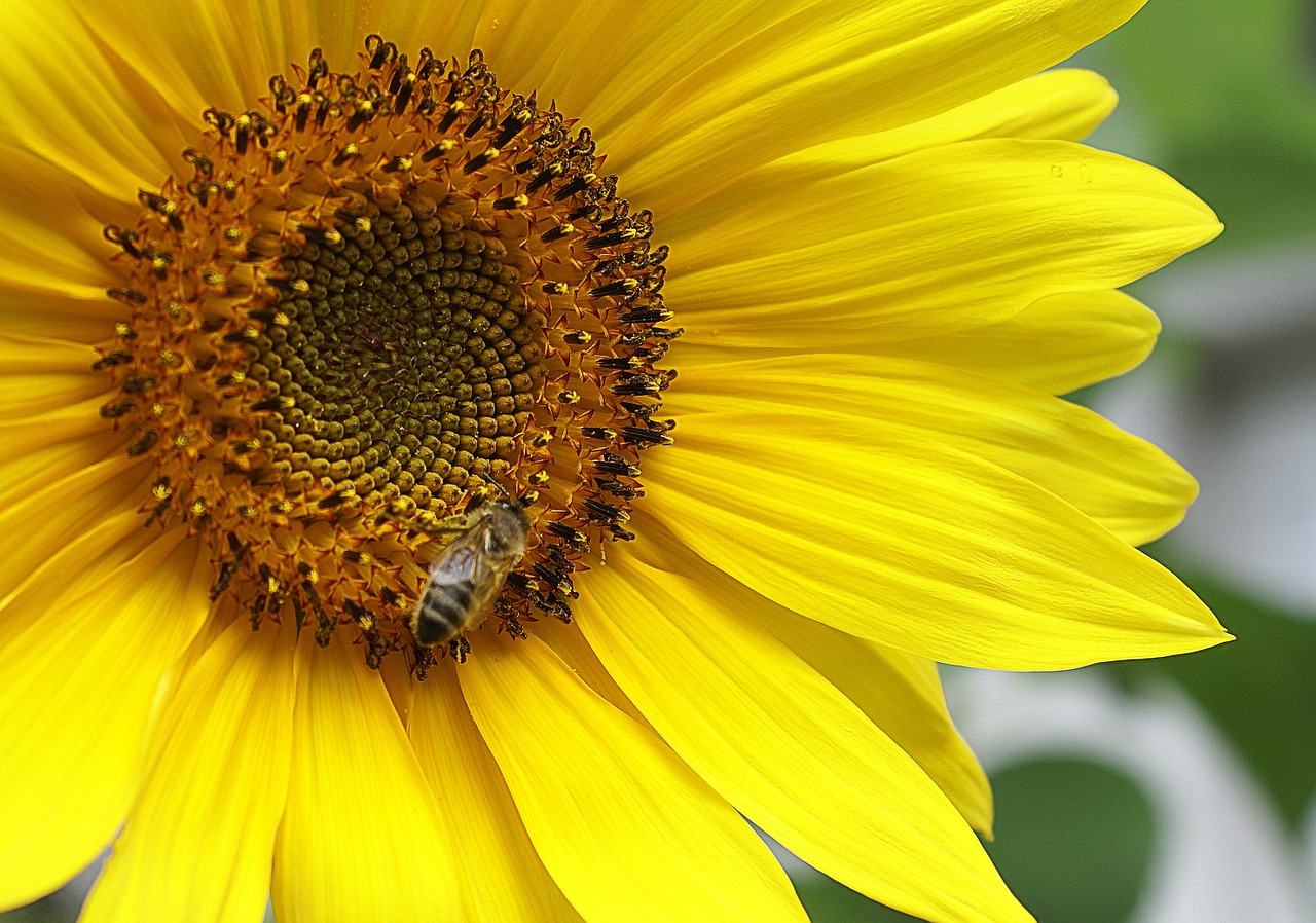 sunflower nature flora free photo