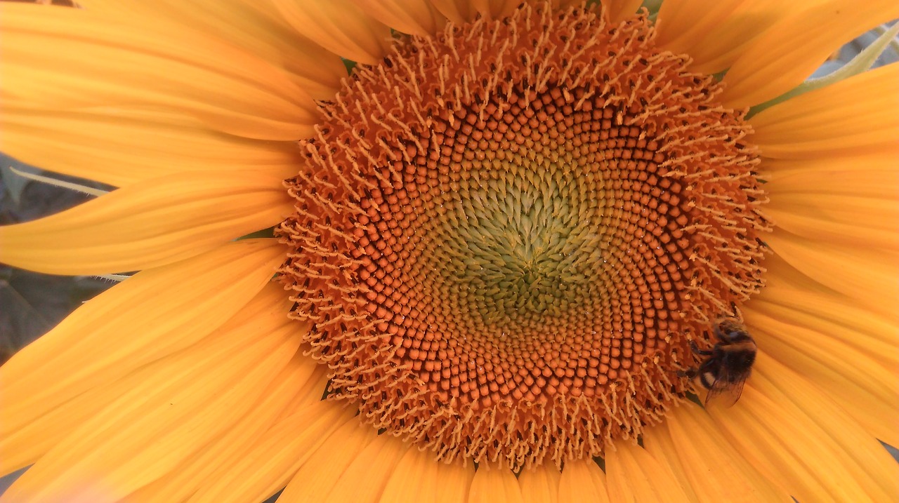 sunflower  flower  nature free photo