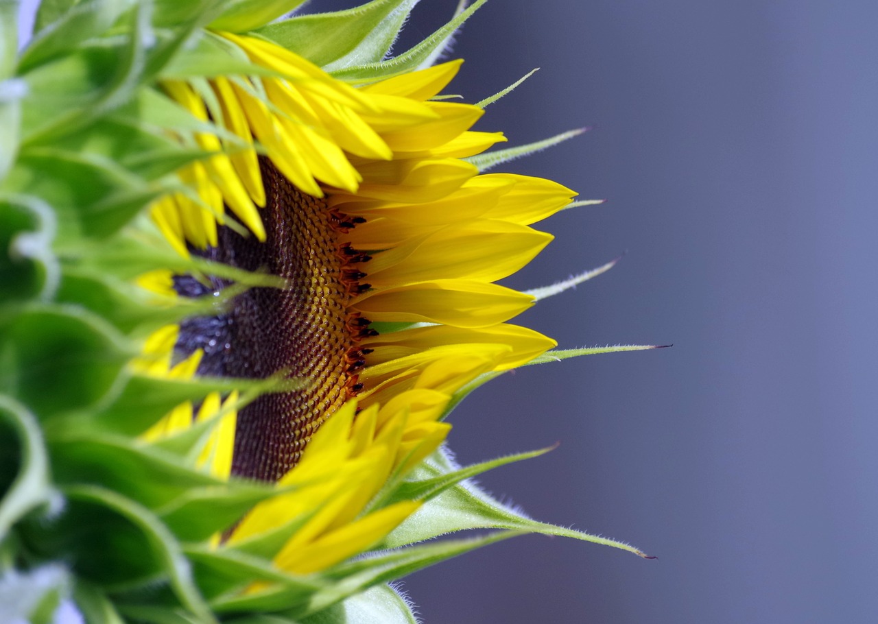 sunflower  blossom  bloom free photo