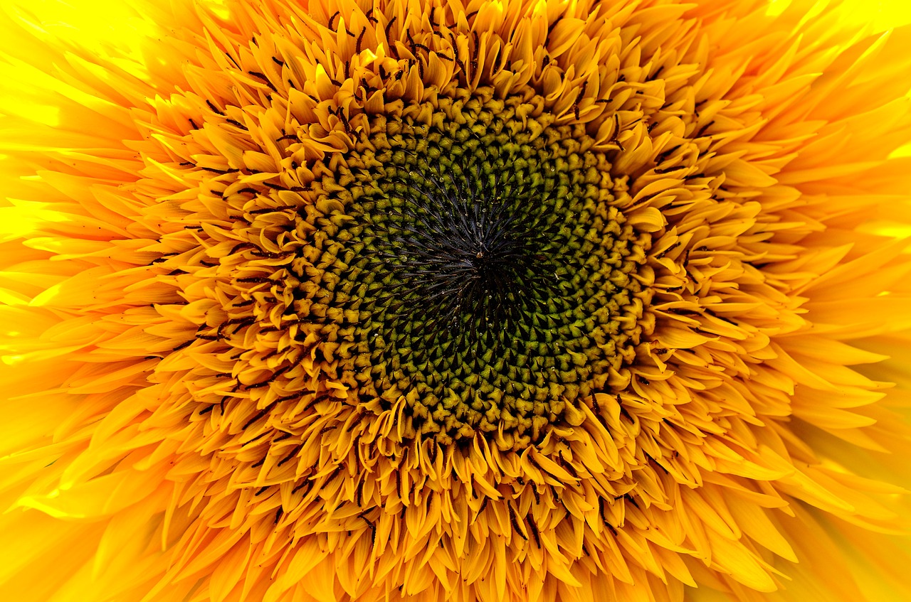 sunflower  yellow  summer free photo