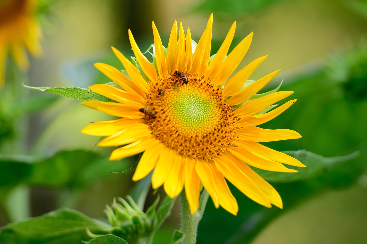 sunflower  flower  nature free photo