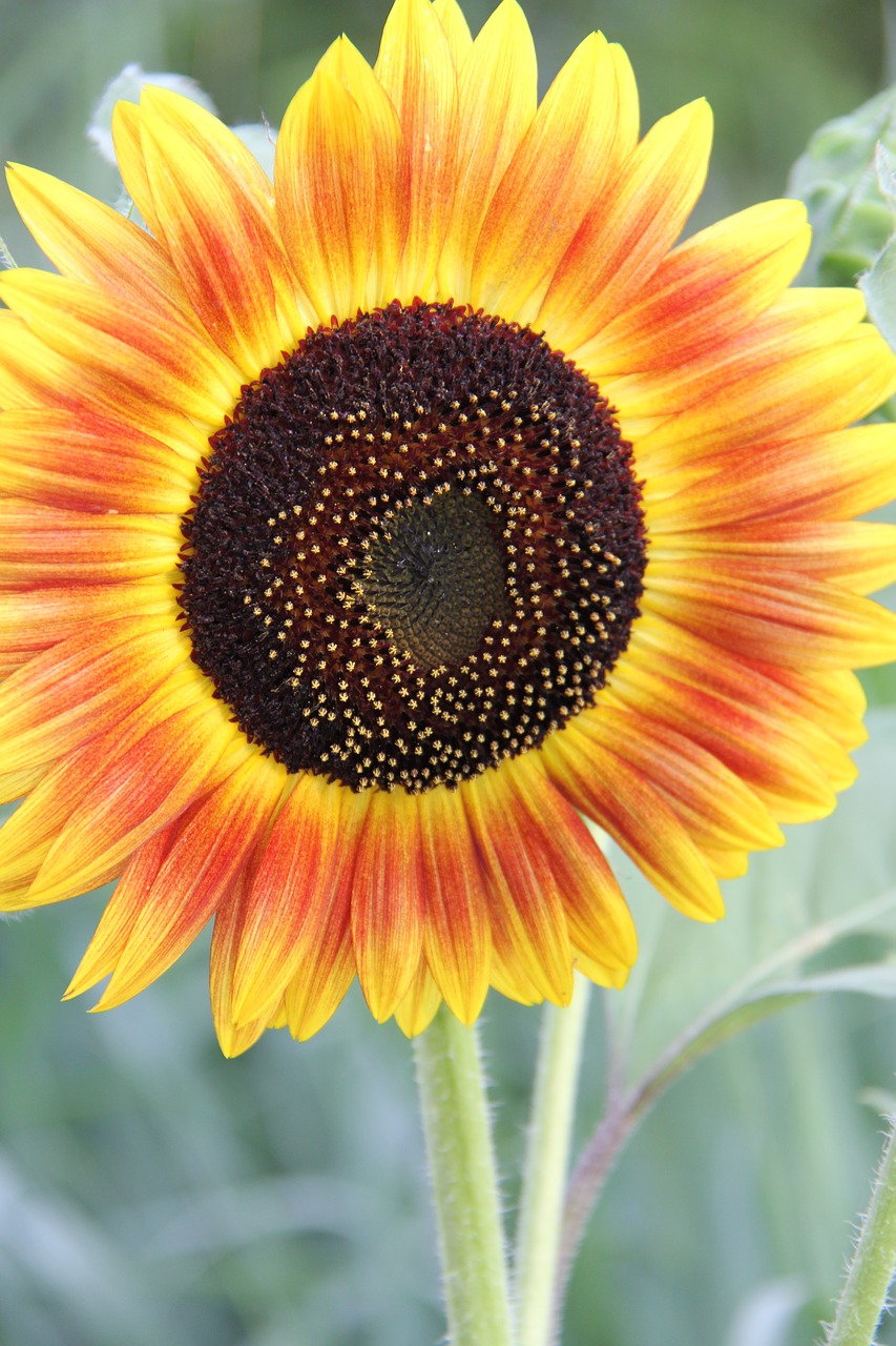 sunflower  summer  garden free photo