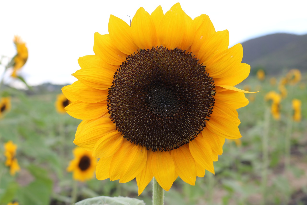 sunflower  nature  yelow free photo