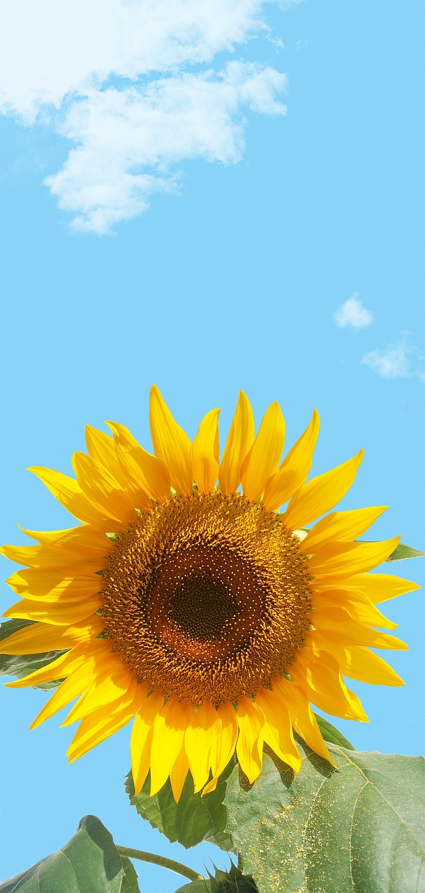 sunflower  sky  flower free photo