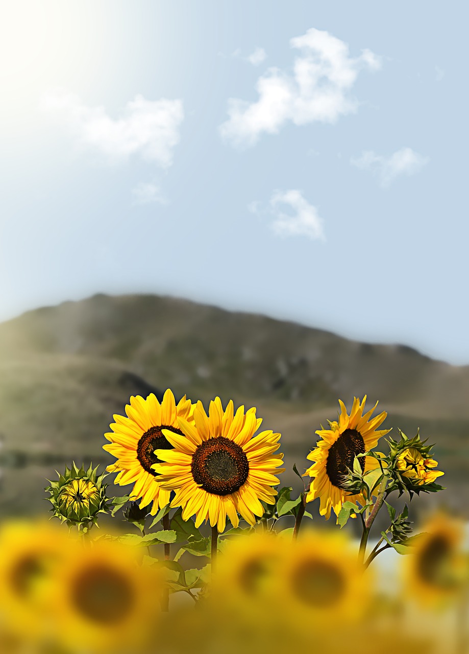 sunflower  flowers  mountain free photo
