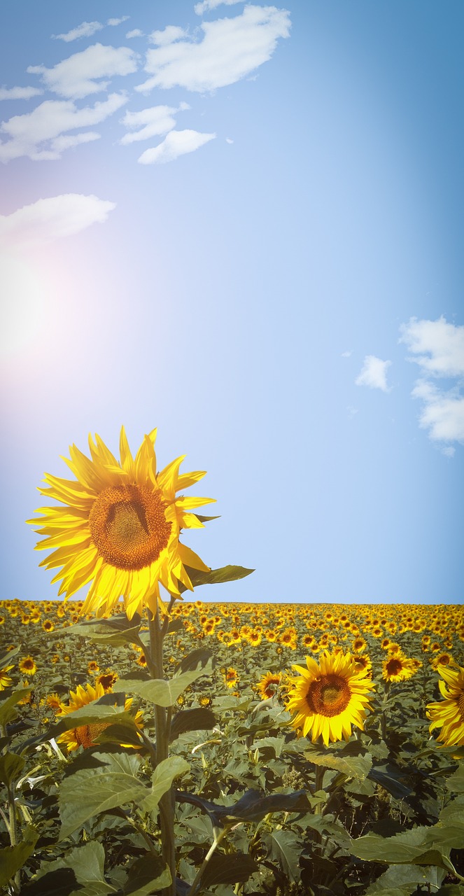 sunflower  field  sky free photo