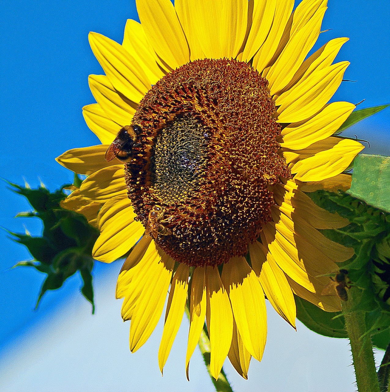 sunflower sun maturation free photo