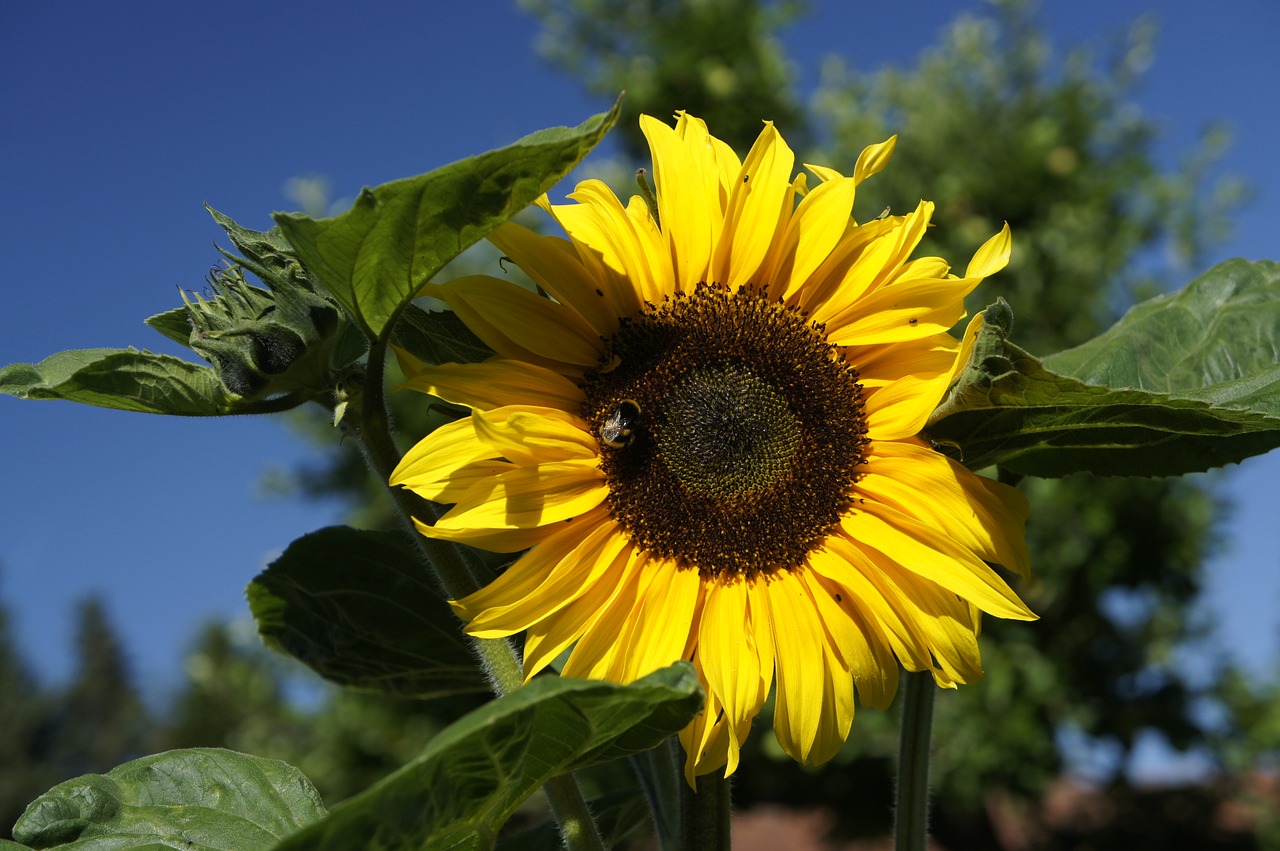 sunflower  blue  sky free photo