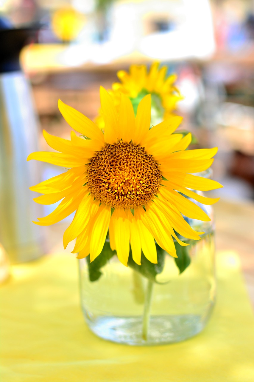 sunflower  yellow  summer free photo