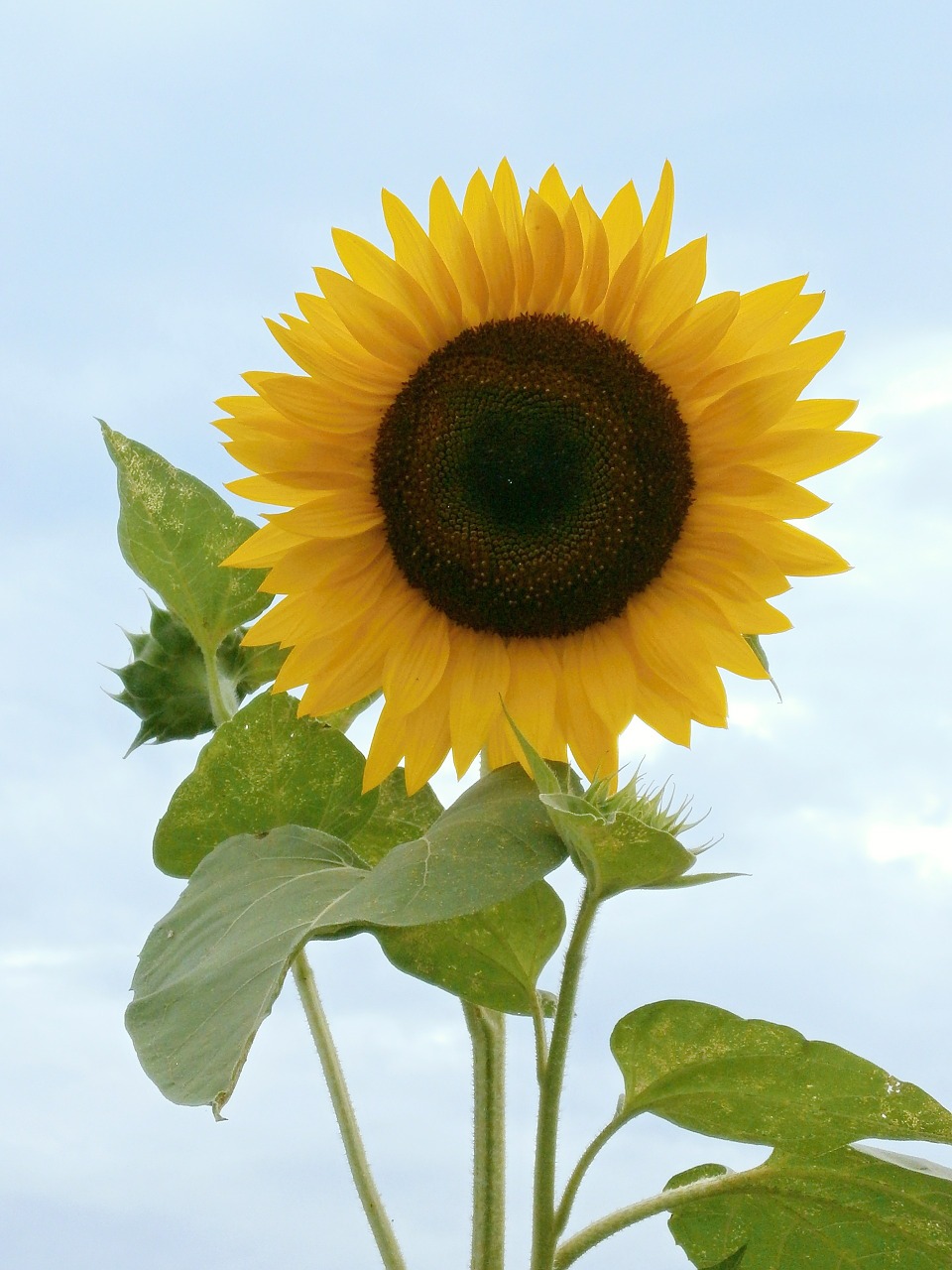 sunflower summer flowers yellow flowers free photo