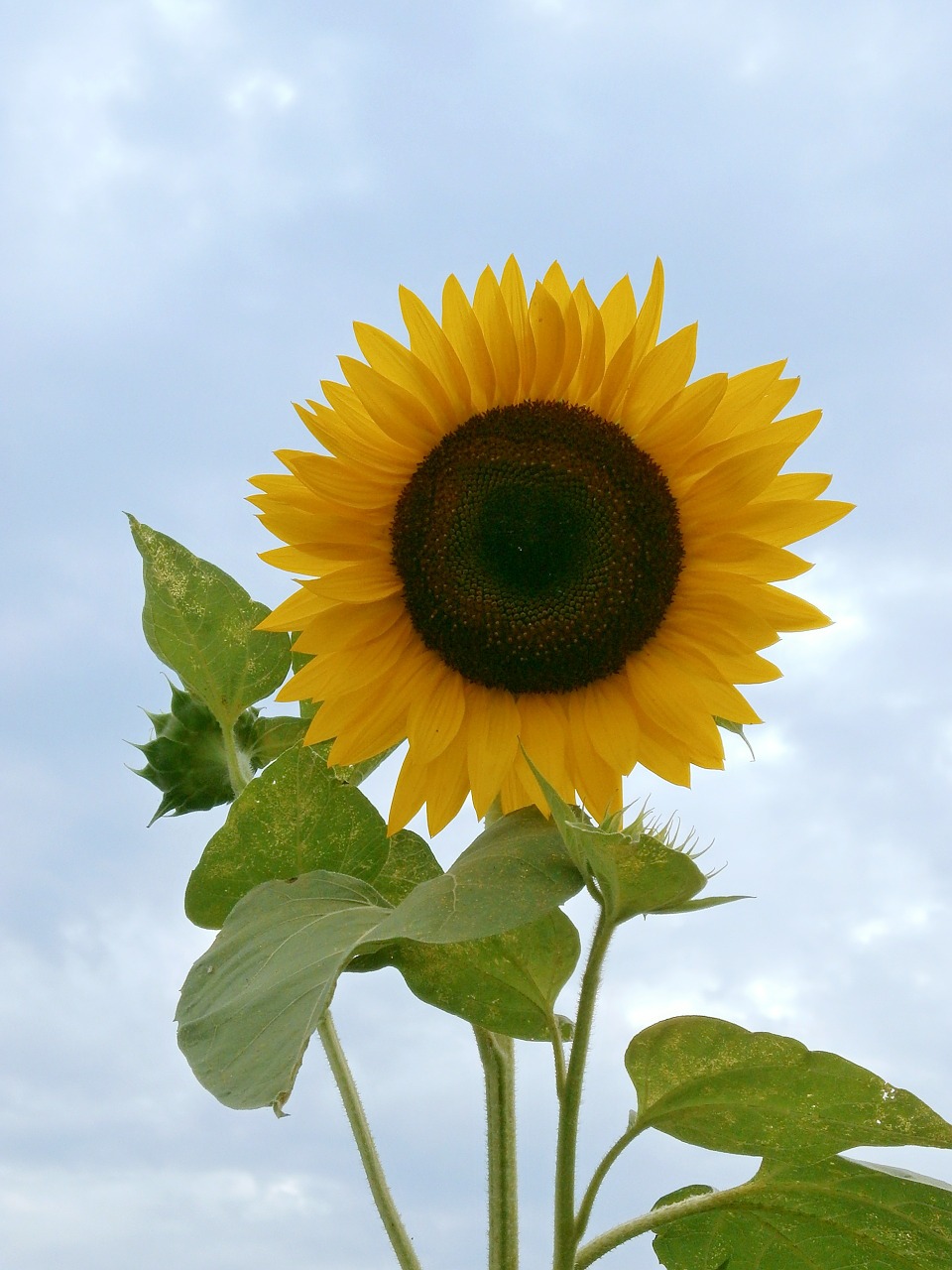 sunflower summer flowers yellow flowers free photo