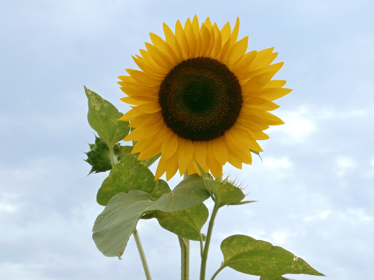 sunflower summer flowers yellow flowers free photo