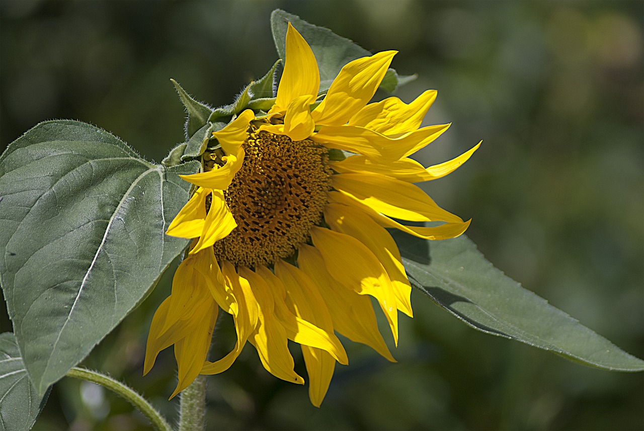 sunflower  sun  flower free photo