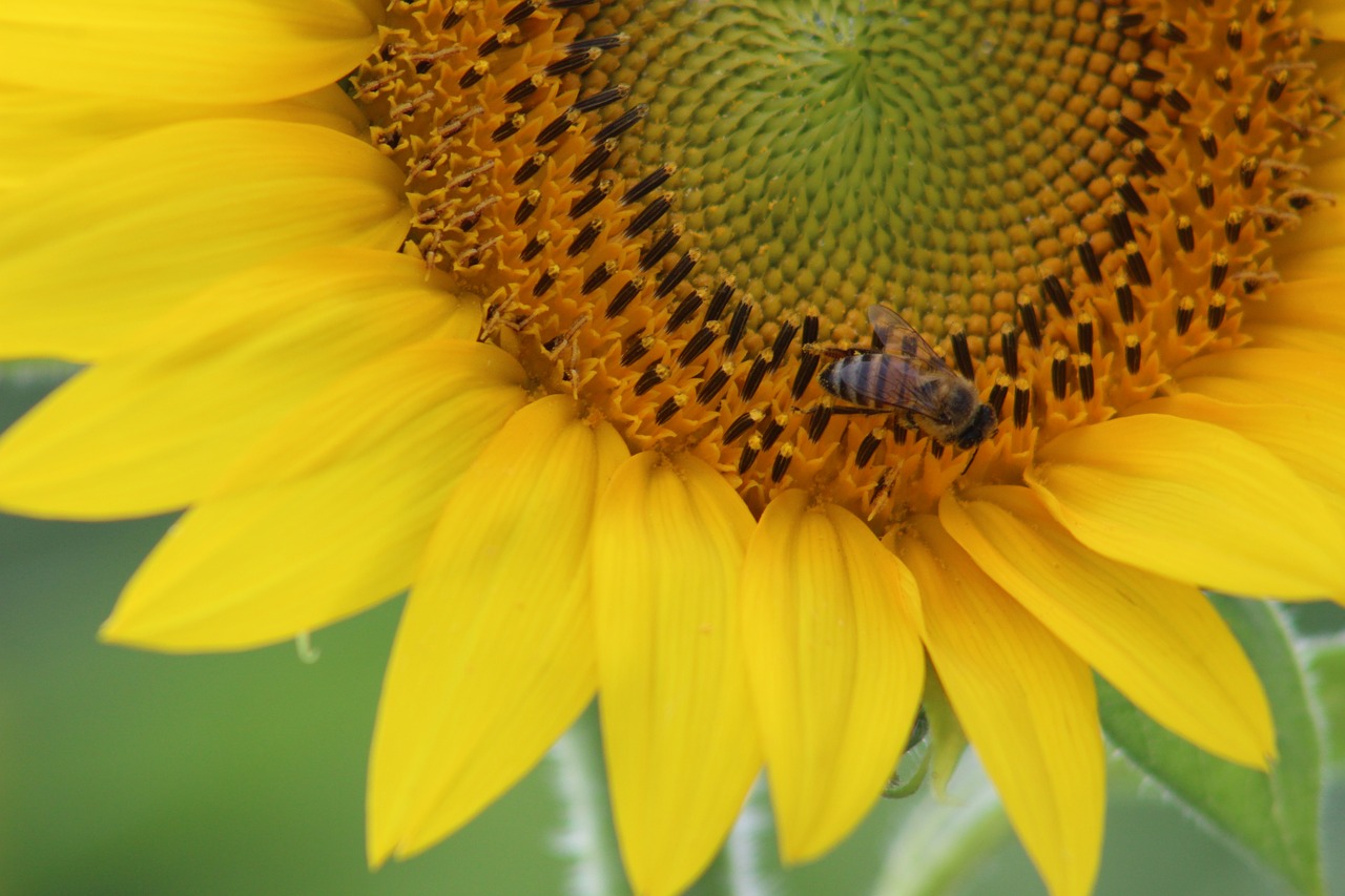 sunflower  flower  yellow free photo