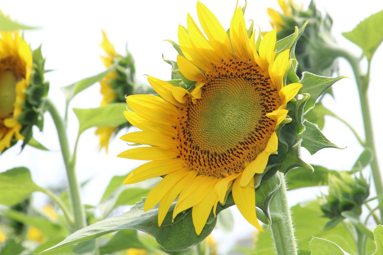 sunflower  yellow  flower free photo