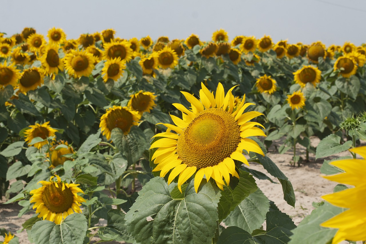 sunflower  field  summer free photo