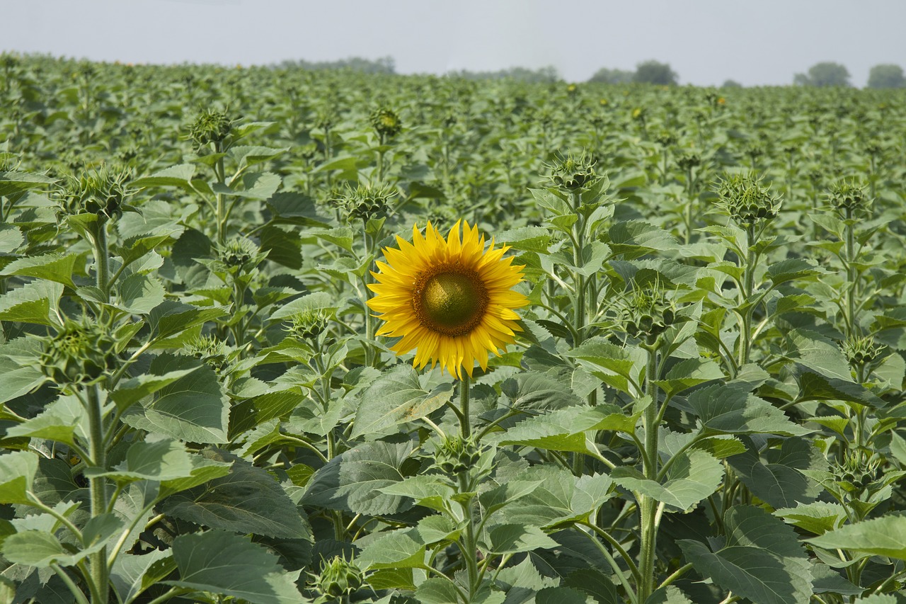 sunflower  field  summer free photo