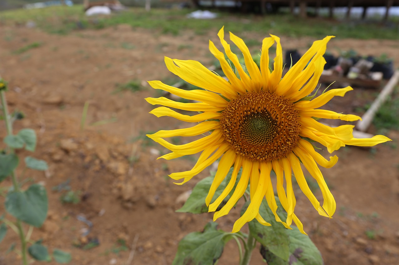 sunflower  flower  bloom free photo