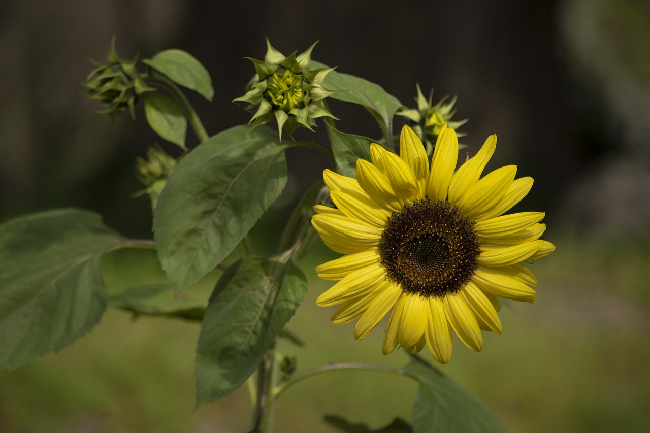 sunflower  flowers  bloom free photo