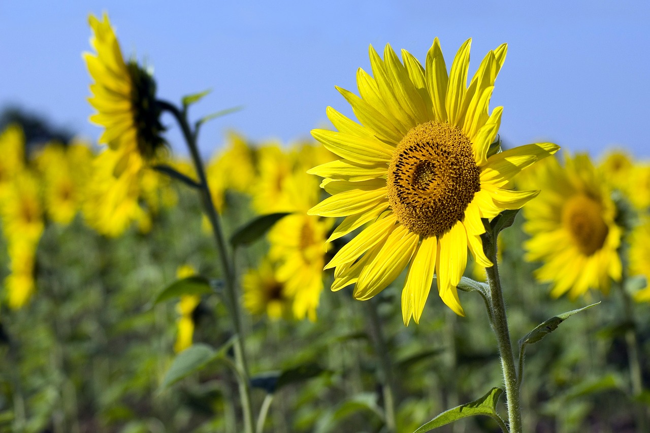 sunflower  fields  agriculture free photo