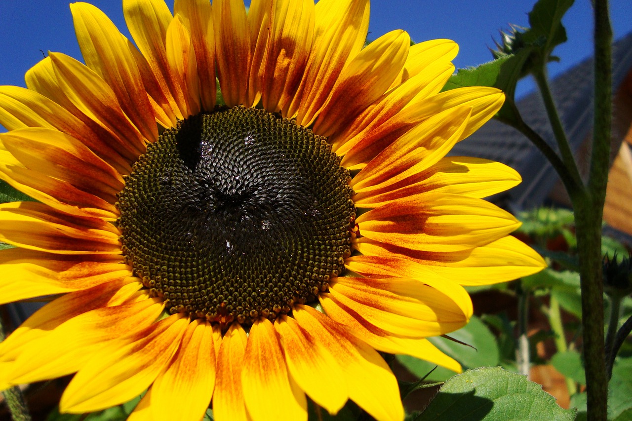 sunflower plant flower free photo