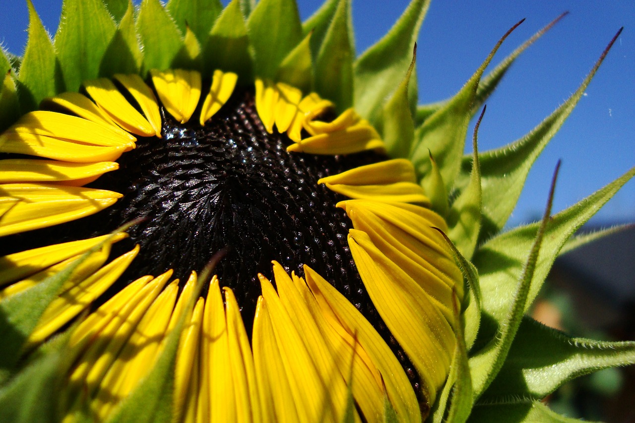 sunflower flower summer free photo