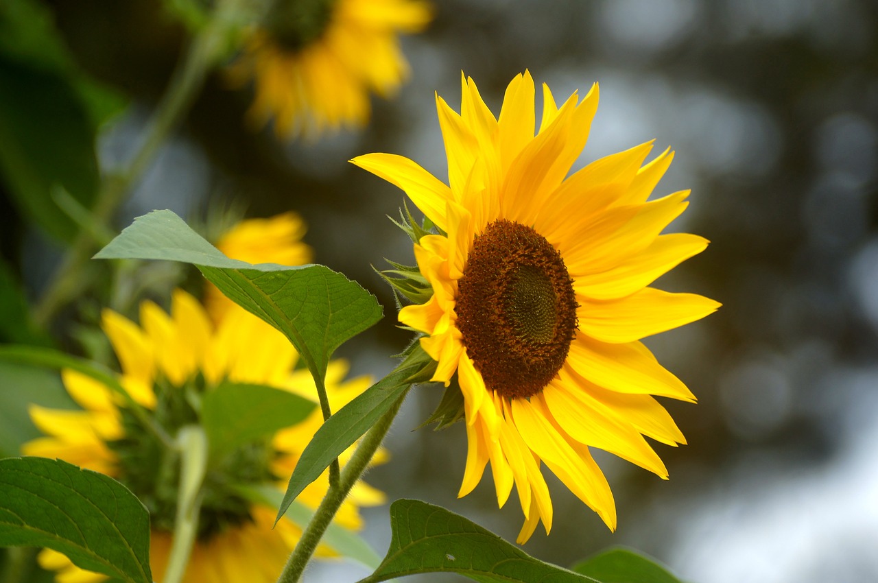 sunflower  flower  sun free photo