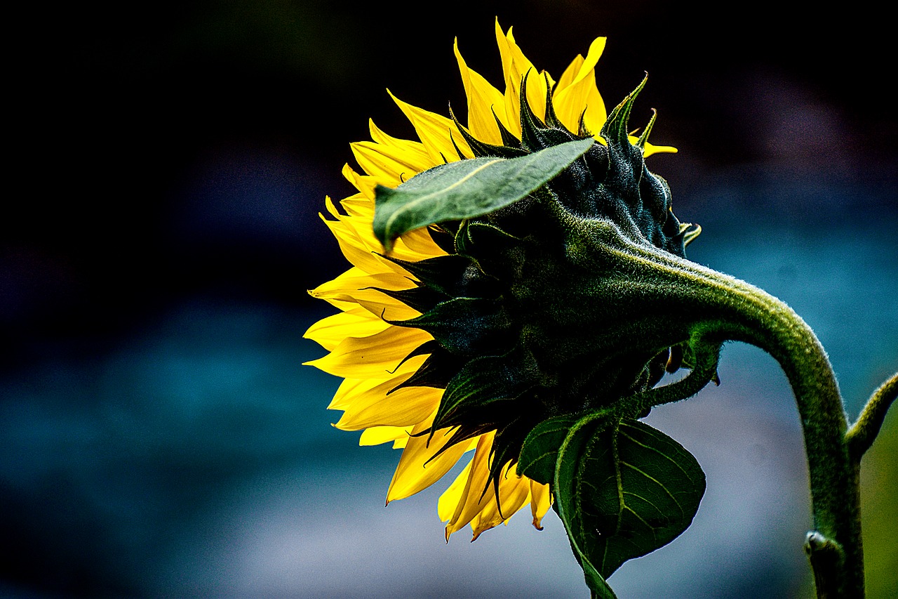 sunflower  flower  spring free photo