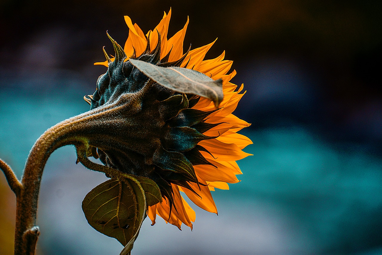 sunflower  flower  spring free photo