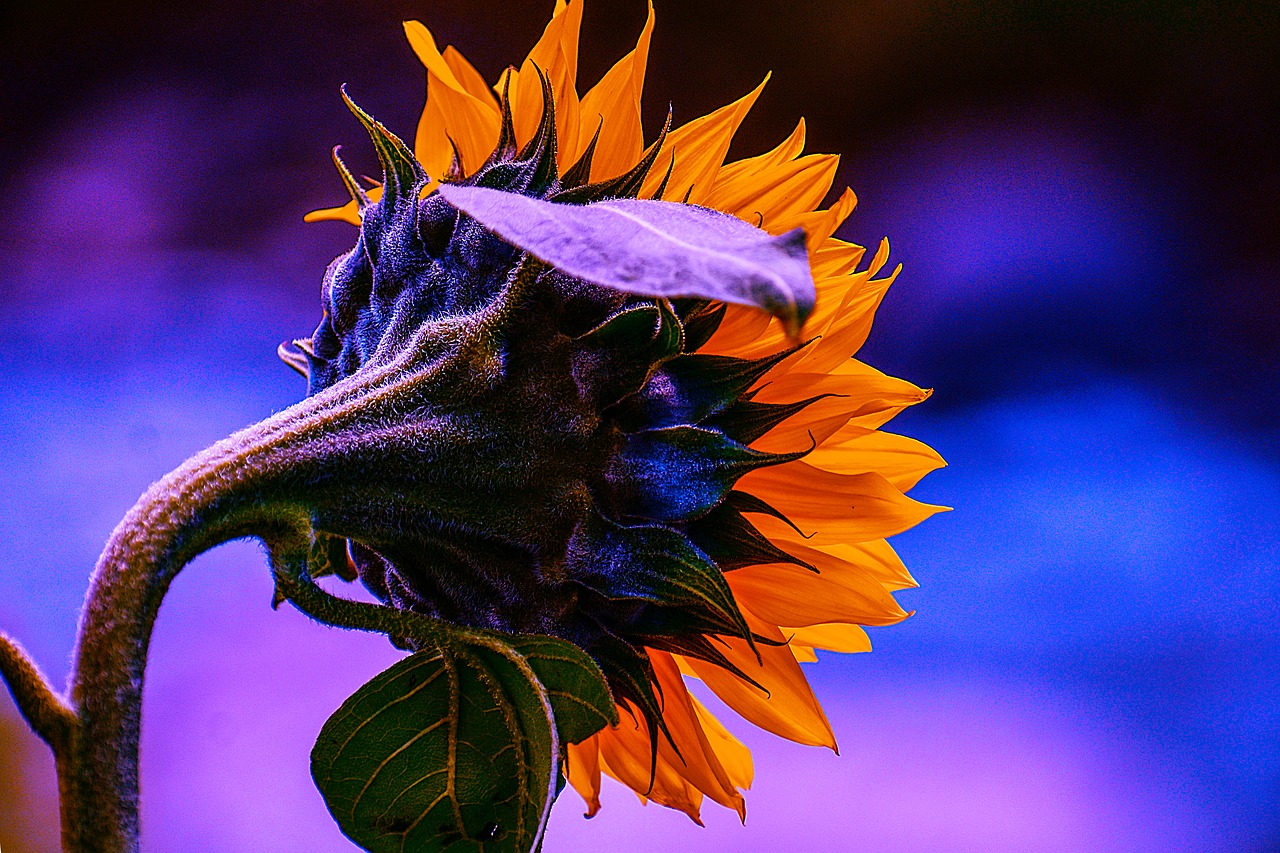 sunflower  flower  spring free photo