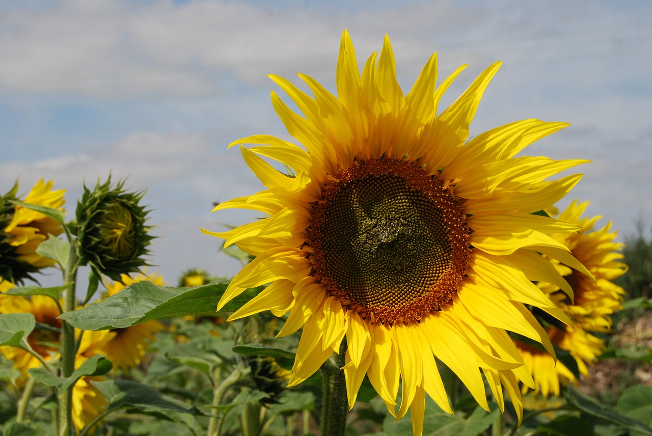 sunflower flowers seeds free photo