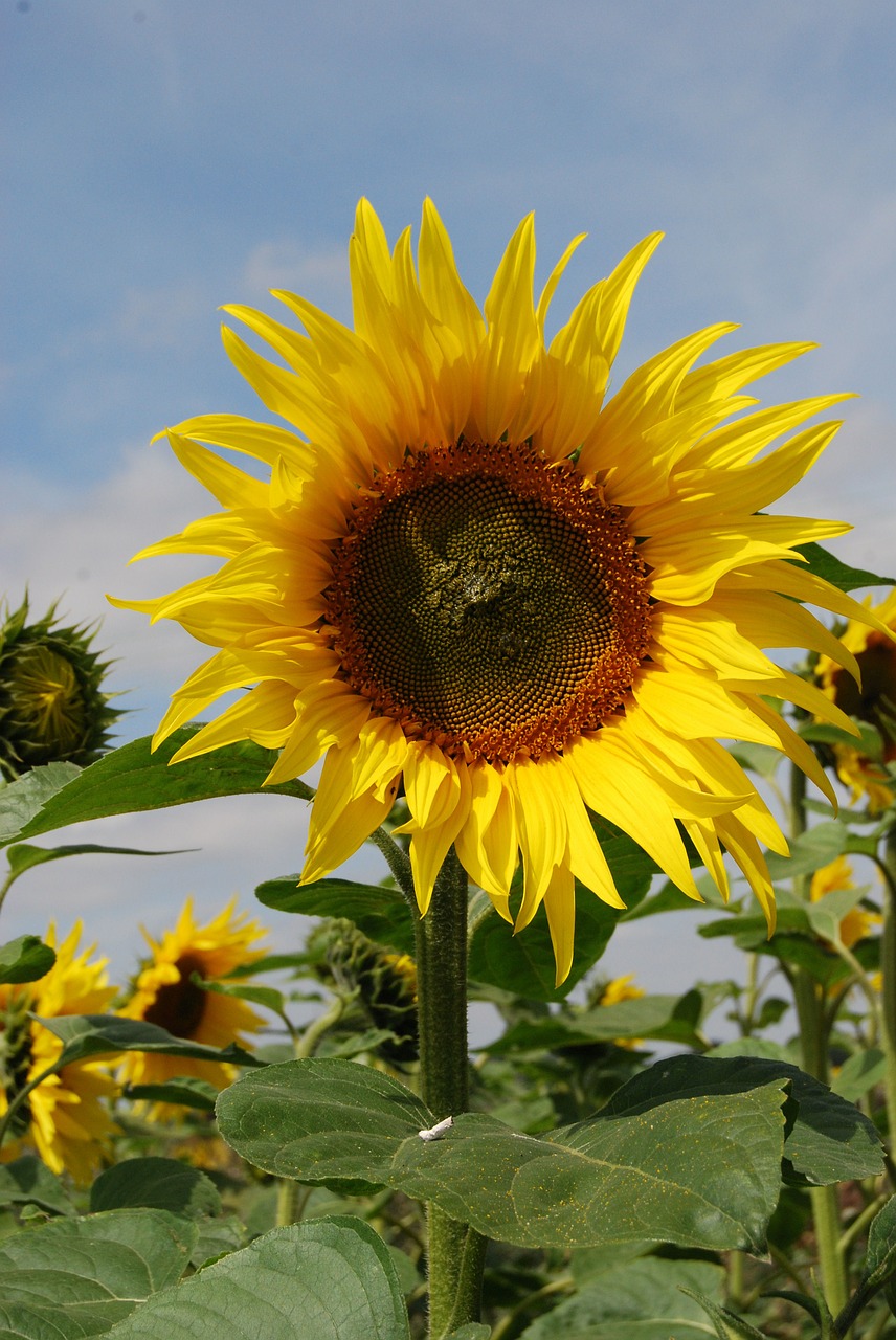 sunflower flowers seeds free photo