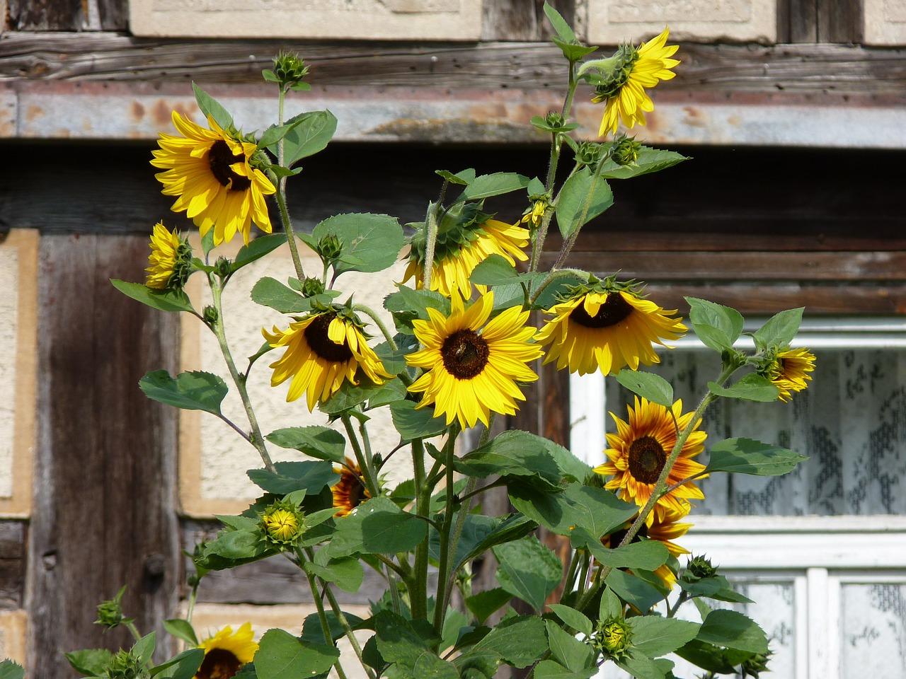 sunflower farmhouse truss free photo
