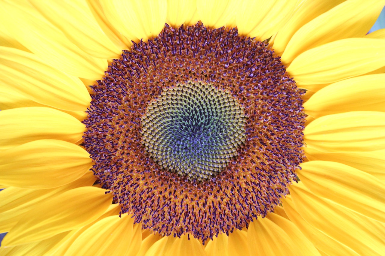 sunflower  plant  yellow free photo