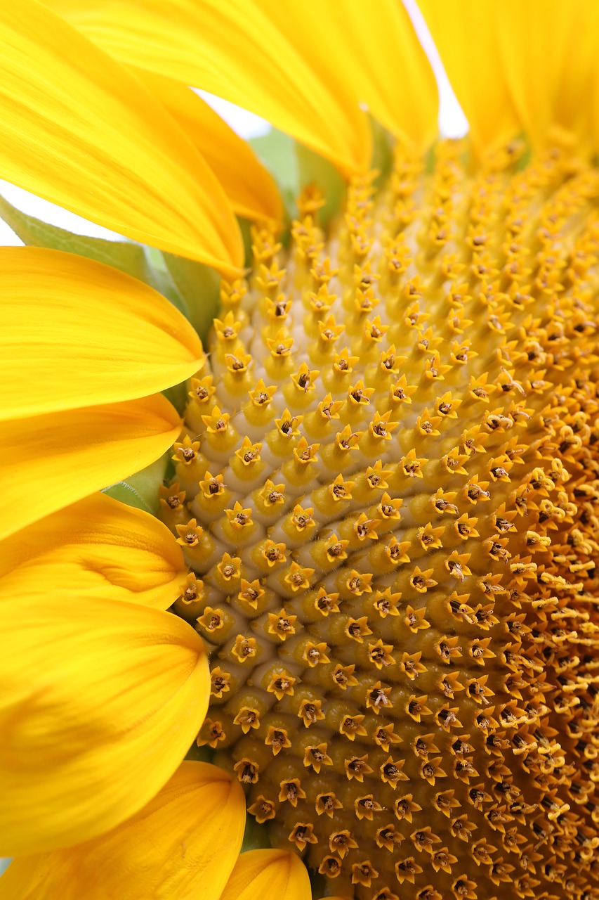 sunflower  closeup  vibrant free photo