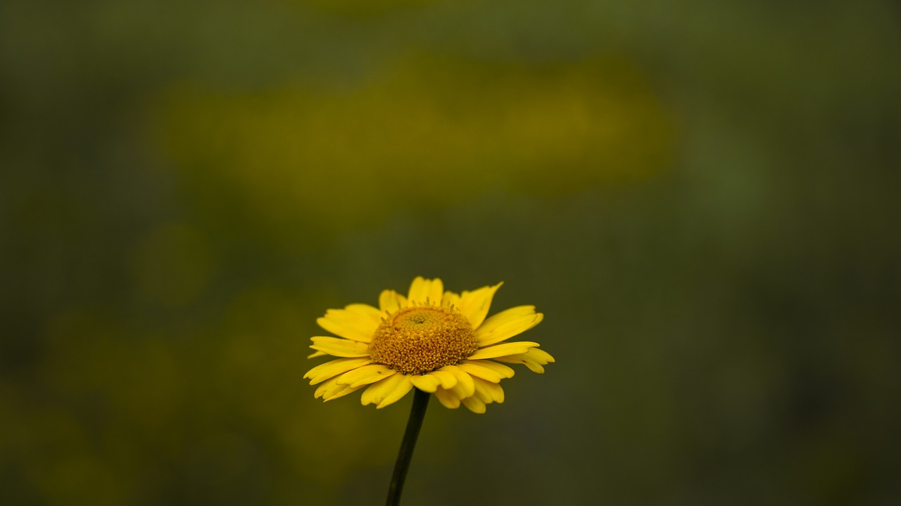 sunflower  yellow  flower free photo