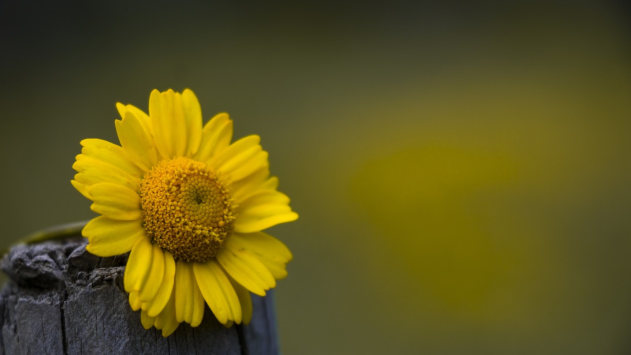 sunflower  yellow  flower free photo