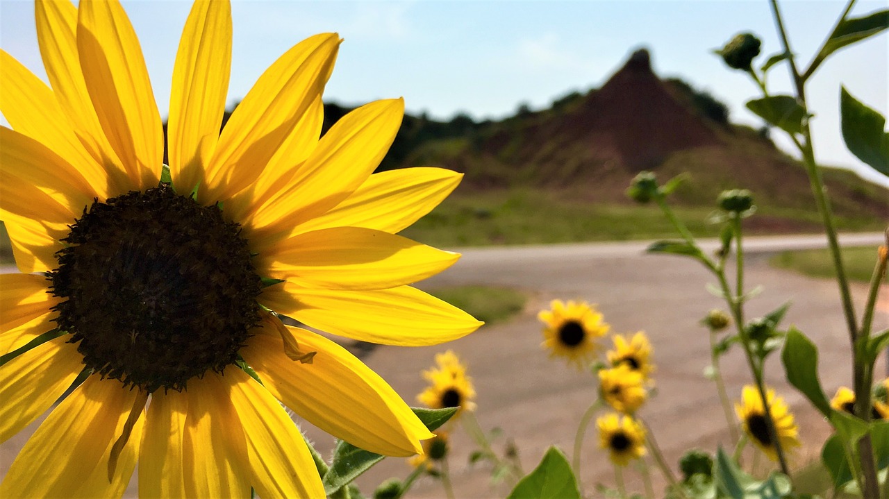 sunflower  sunflowers  bloom free photo