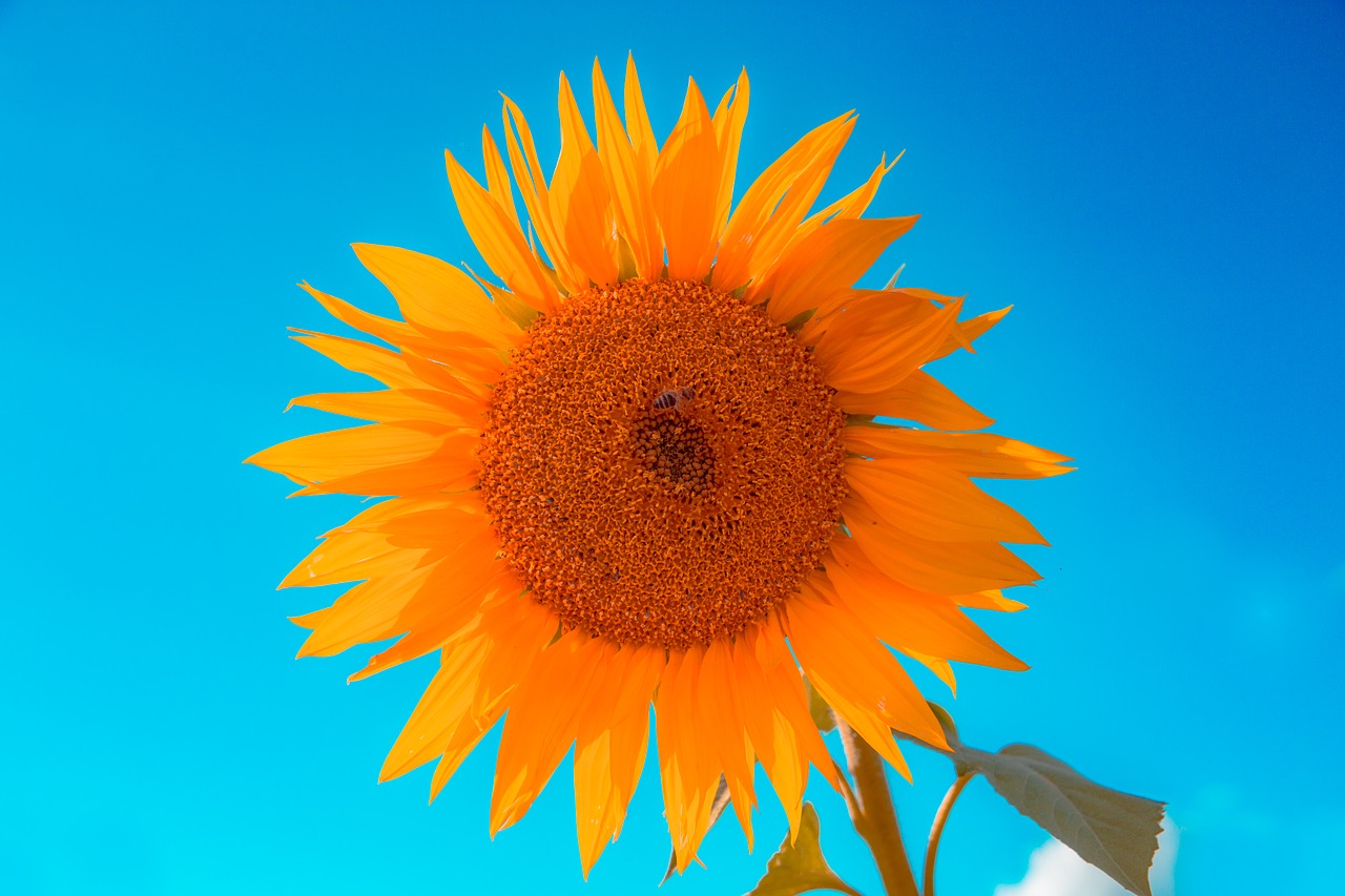 sunflower  summer  the sun free photo