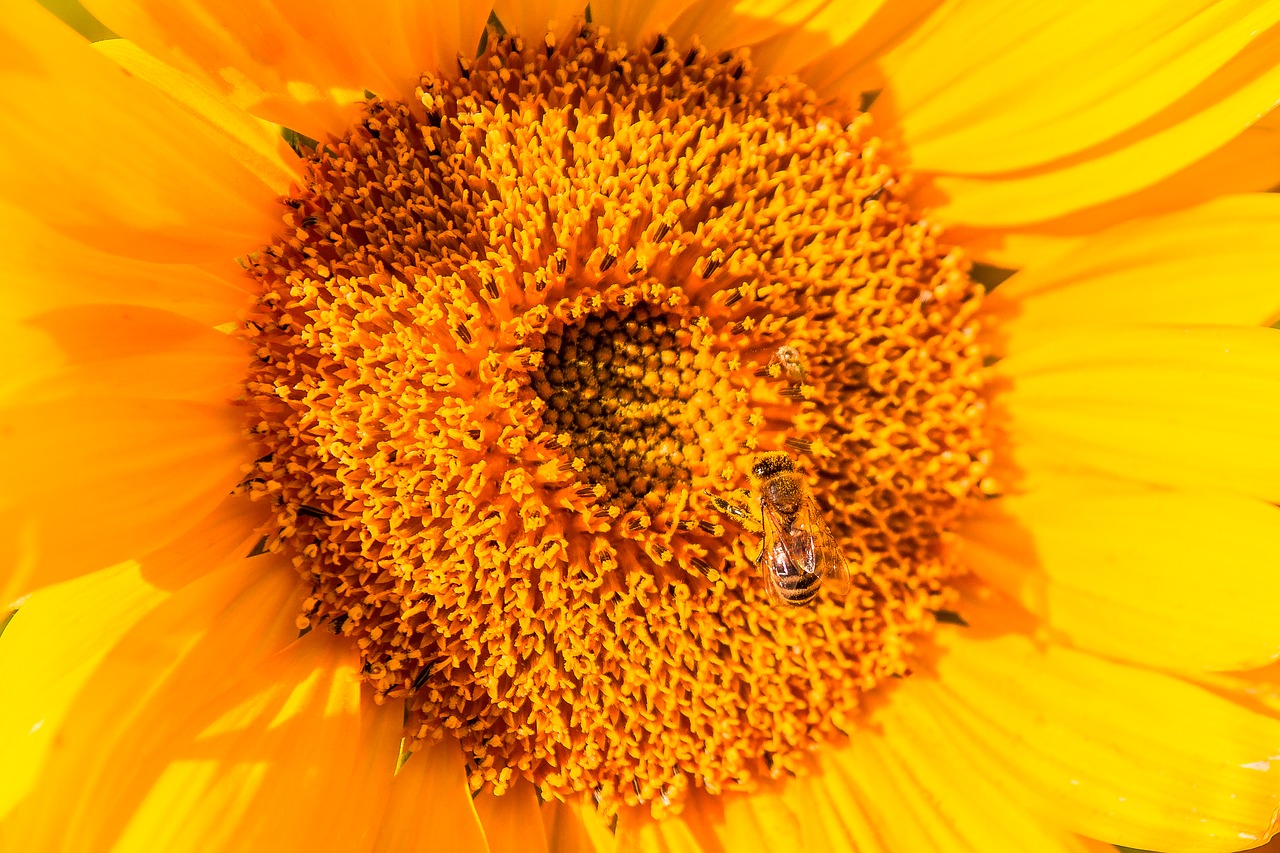 sunflower  bee  insect free photo