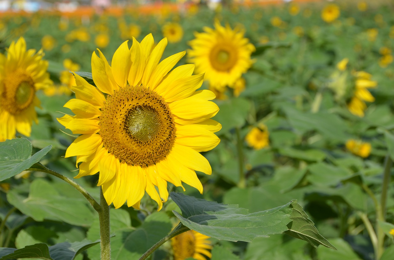 sunflower  natural  plant free photo